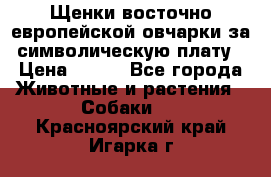 Щенки восточно европейской овчарки за символическую плату › Цена ­ 250 - Все города Животные и растения » Собаки   . Красноярский край,Игарка г.